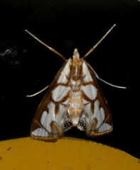 Orphnophanes ankarampotsyalis