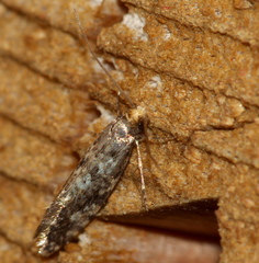 Nemapogon inconditella