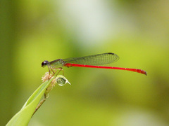 Ceriagrion chaoi