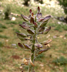 Lepidium hirtum