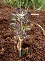 Lepidium hirtum