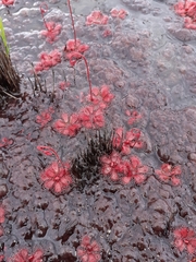 Drosera admirabilis