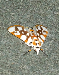 Obtusipalpis rubricostalis