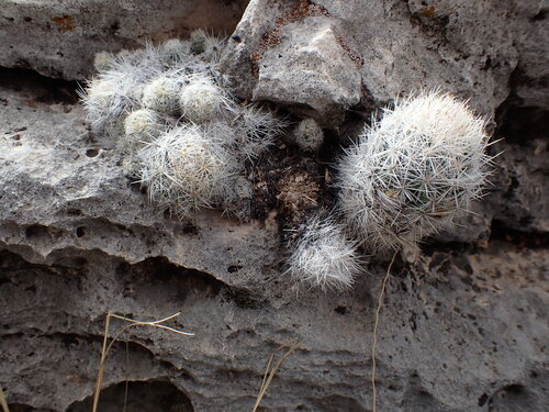 Pelecyphora sneedii