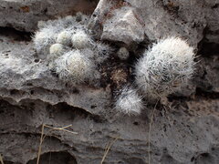 Pelecyphora sneedii