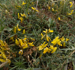 Genista libanotica