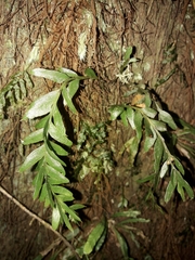 Tmesipteris ovata