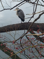Ardea cinerea