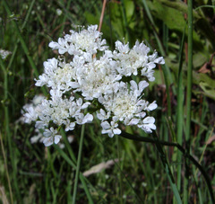 Oenanthe silaifolia
