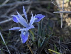 Iris vartanii