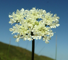 Oenanthe silaifolia