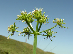 Oenanthe silaifolia