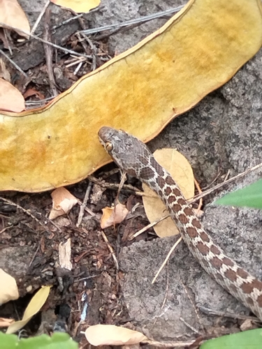 Baja California Night Snake