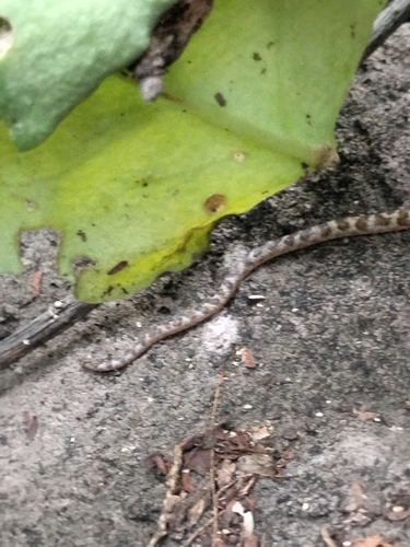 Baja California Night Snake
