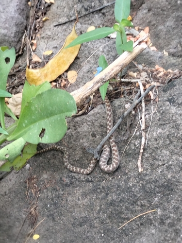 Baja California Night Snake