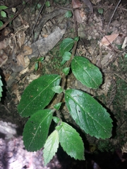 Fieldia australis