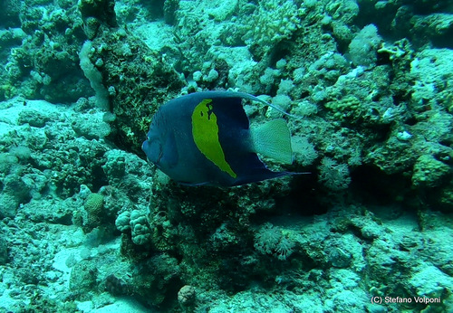 Halfmoon Angelfish — seen at this dive site