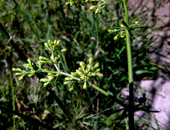 Galium libanoticum