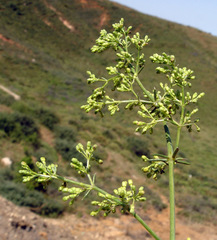 Galium libanoticum