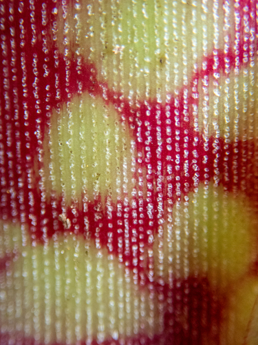Neoregelia marmorata (Neoregelia marmorata)