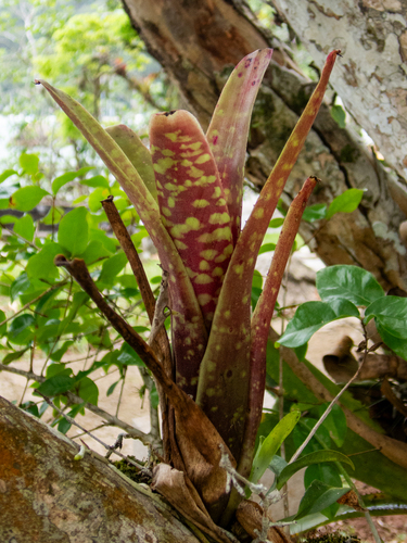 Neoregelia marmorata, photograph 2
