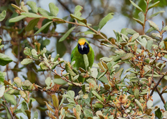Chloropsis aurifrons