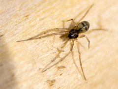 Bathyphantes