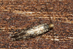 Nemapogon inconditella