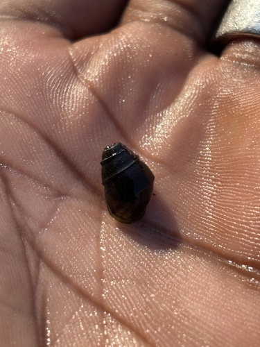 Leptoxis carinata observed 2025-10-20