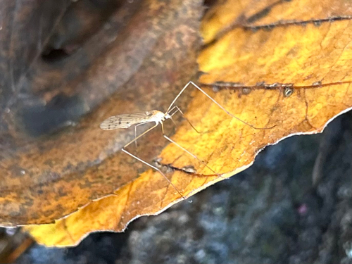Unknown species found near Bryn Mawr Ln, Dallas, PA, US