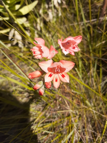 Image of Gladiolus oreocharis by (c) Brian du Preez, some rights reserved (CC BY-SA)