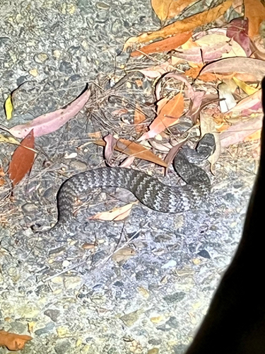 Southern Death Adder sighting