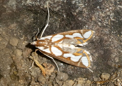 Orphnophanes ankarampotsyalis