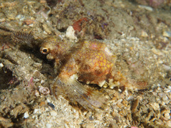 Eurypegasus draconis