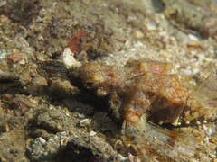 Eurypegasus draconis