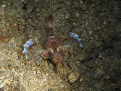 Eurypegasus draconis