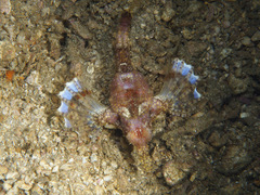 Eurypegasus draconis