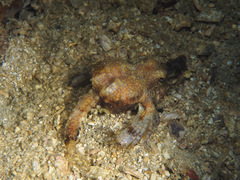 Eurypegasus draconis