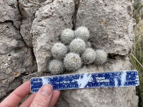 Pelecyphora sneedii