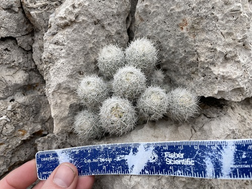 Pelecyphora sneedii