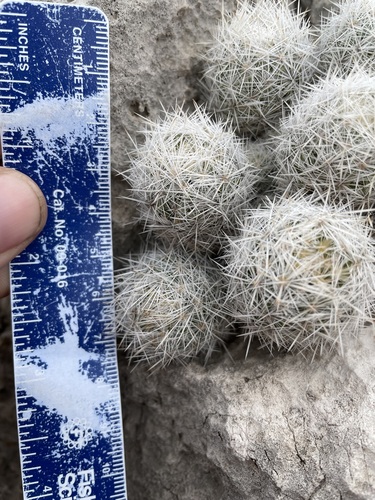Pelecyphora sneedii