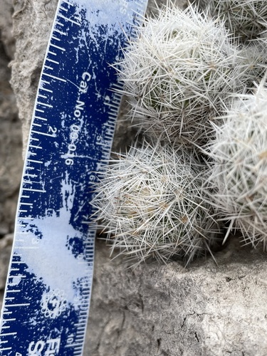 Pelecyphora sneedii