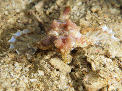 Eurypegasus draconis