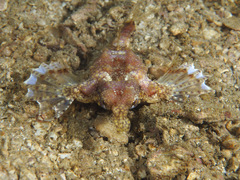 Eurypegasus draconis