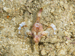 Eurypegasus draconis