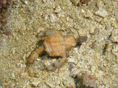 Eurypegasus draconis