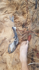 Couma Sea Catfish photo 2
