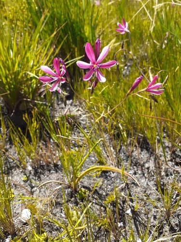Geissorhiza burchellii
