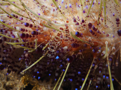 Periclimenes colemani