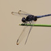 Indothemis limbata - Photo (c) Erland Refling Nielsen, algunos derechos reservados (CC BY-NC)